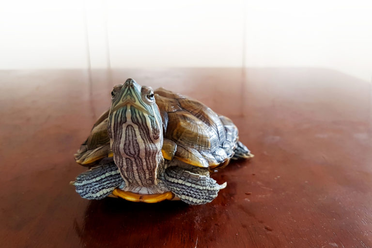 Caring for Terrapins – Beginner’s Guide To Keeping A Pet Terrapin