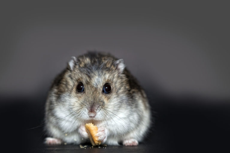 Caring For Hamsters – A Guide To Keeping Pet Hamsters