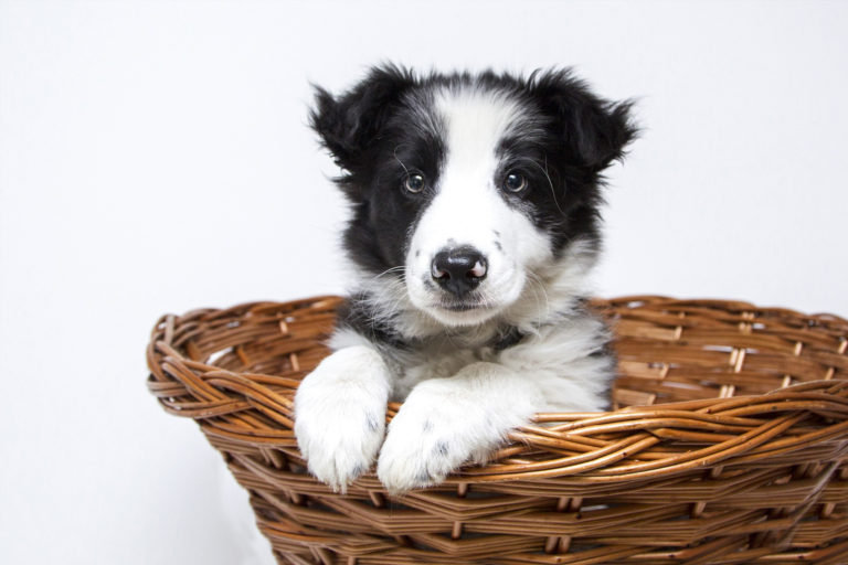 Caring For A Puppy – A Guide To New Puppy Parents