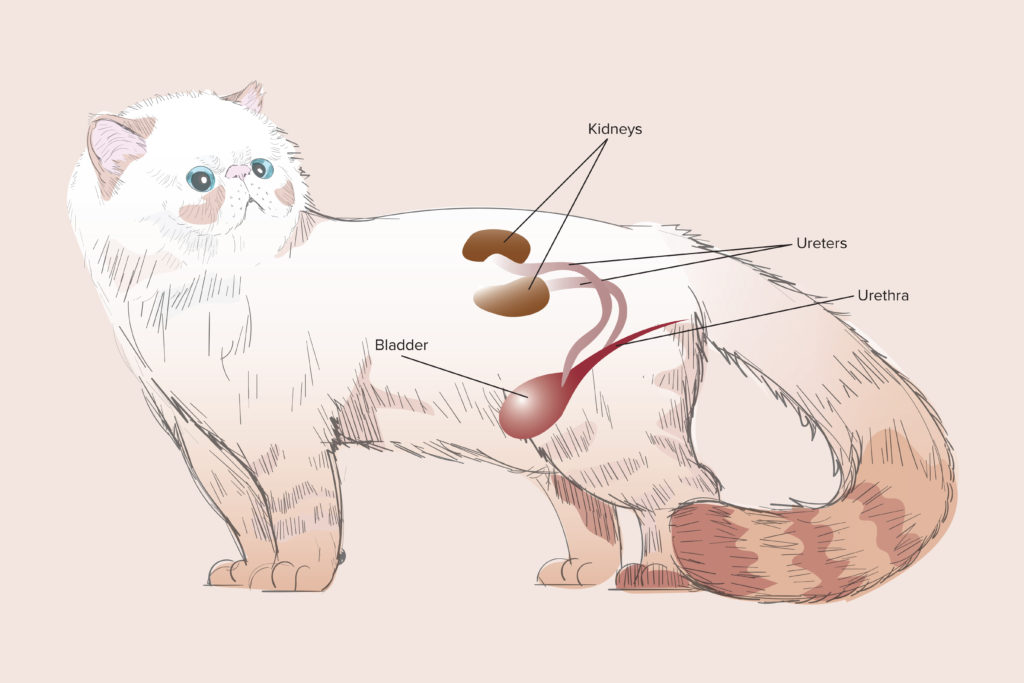What Is Kidney Failure In Cats? - PetReview