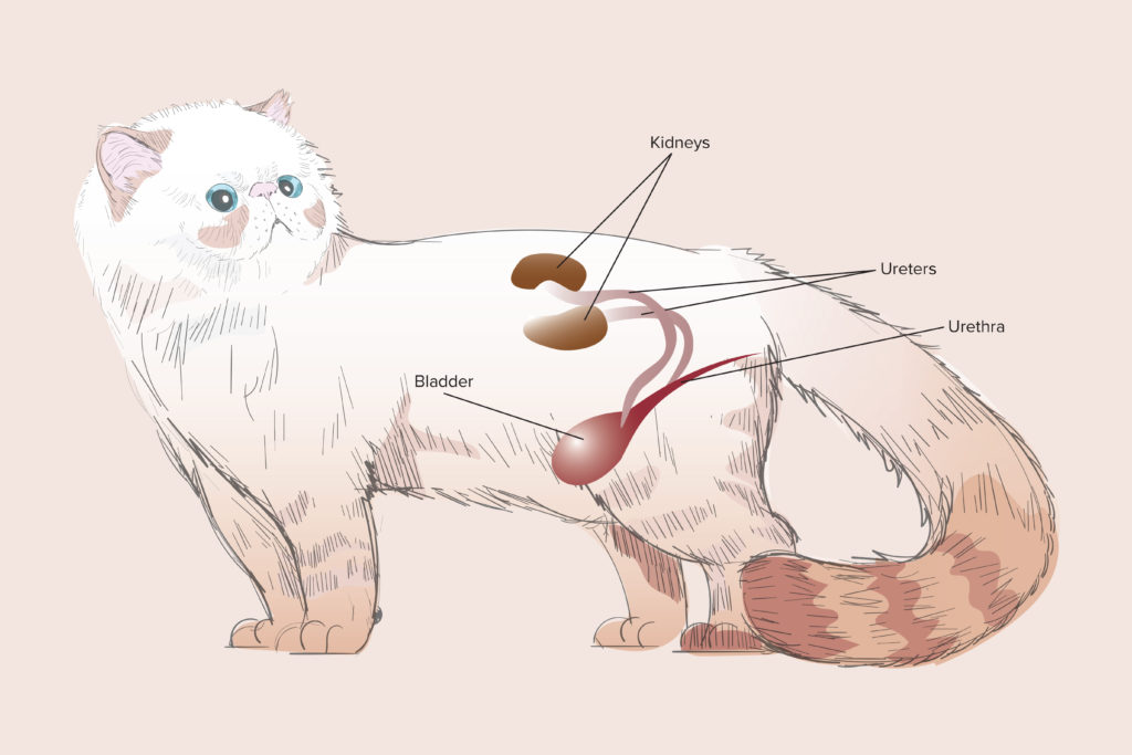 What Level Of Bun Indicates Kidney Failure In Cats