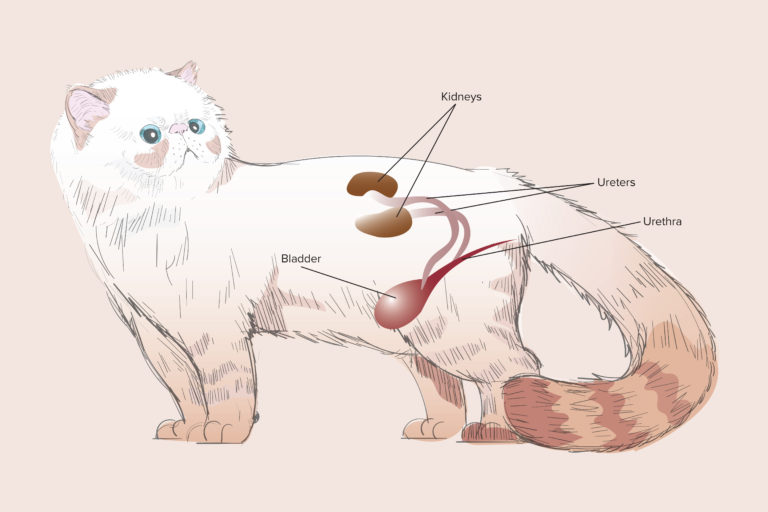 What Is Kidney Failure In Cats?