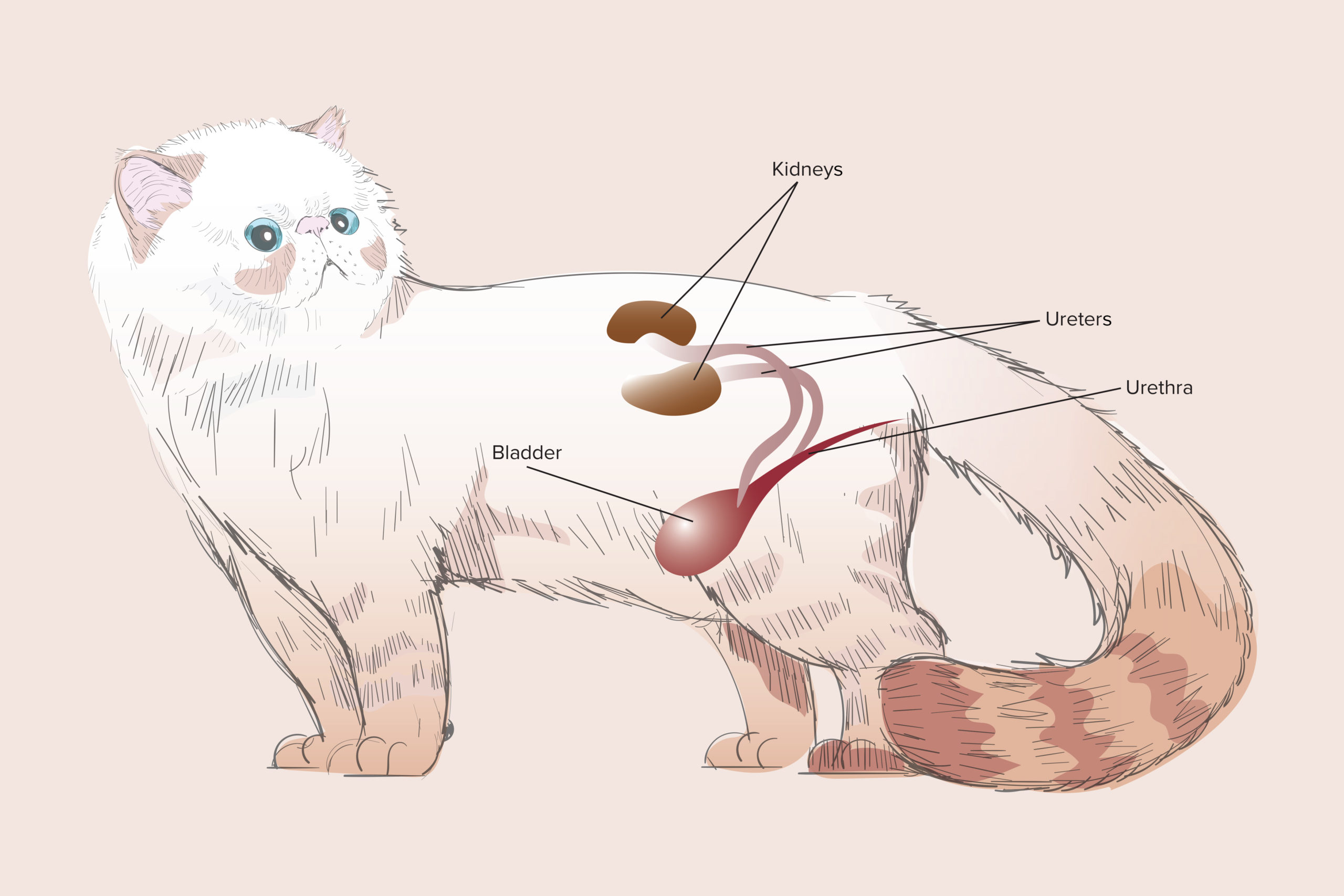 What Is Kidney Failure In Cats Petreview