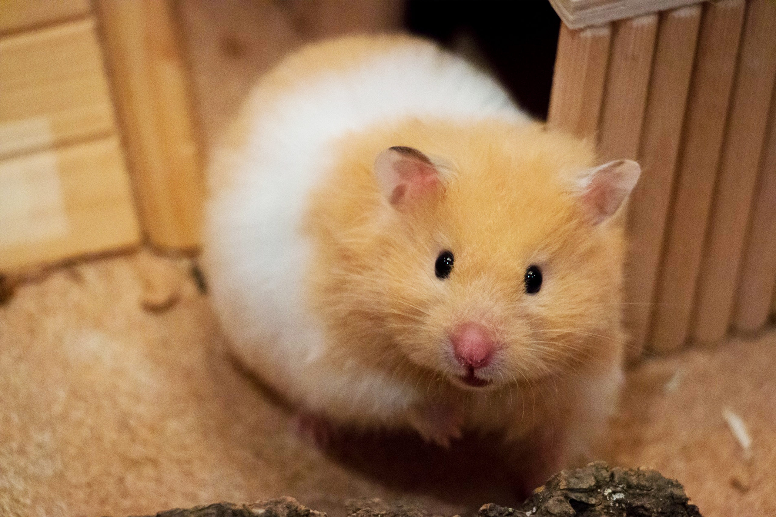 Syrian Vs. Siberian Hamsters