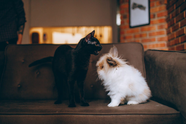 Introducing A New Cat To Your Dog