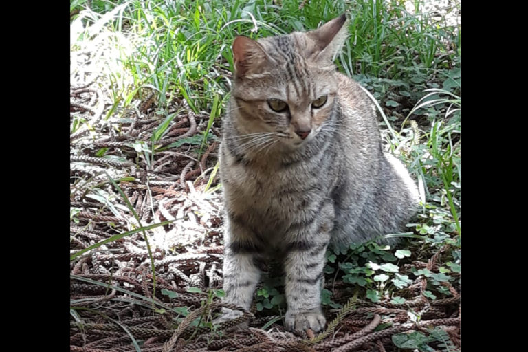 Persian Cat Found At Mei Ling Street