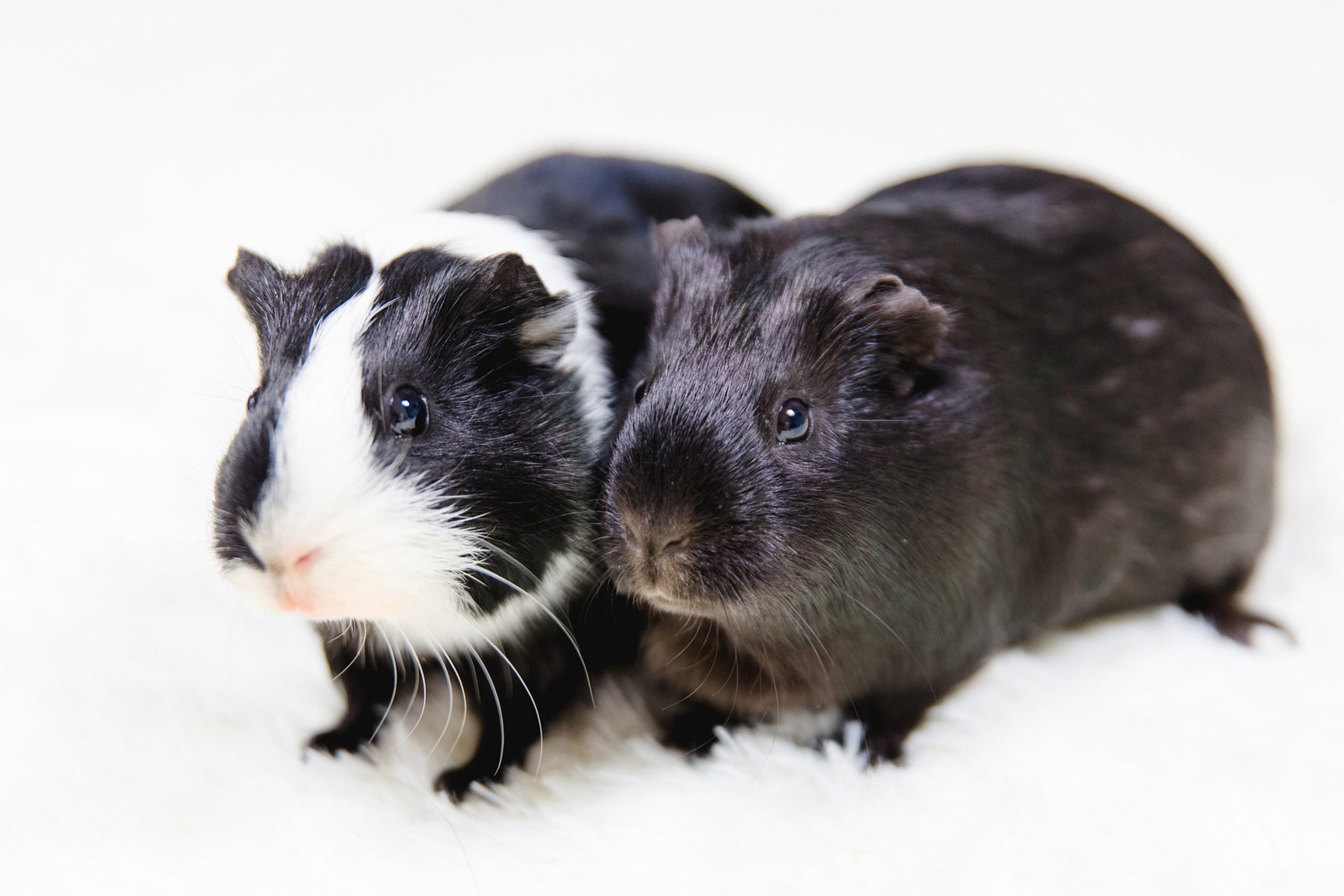 Guinea Pigs Profile Housing Diet And Behavior PetReview