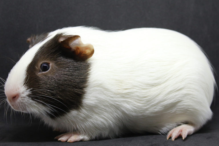 Guinea Pig Breeds – Different Types Of Guinea Pigs