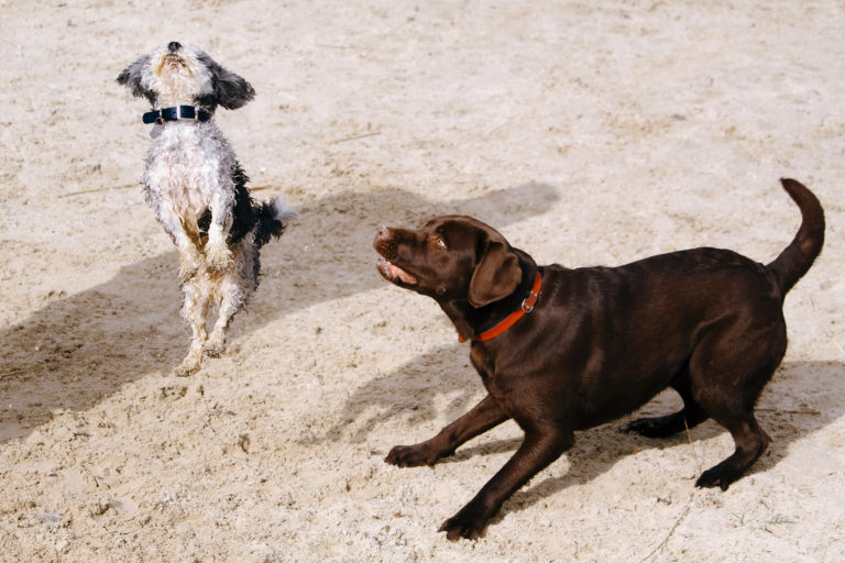 Dogs Body Language Explained