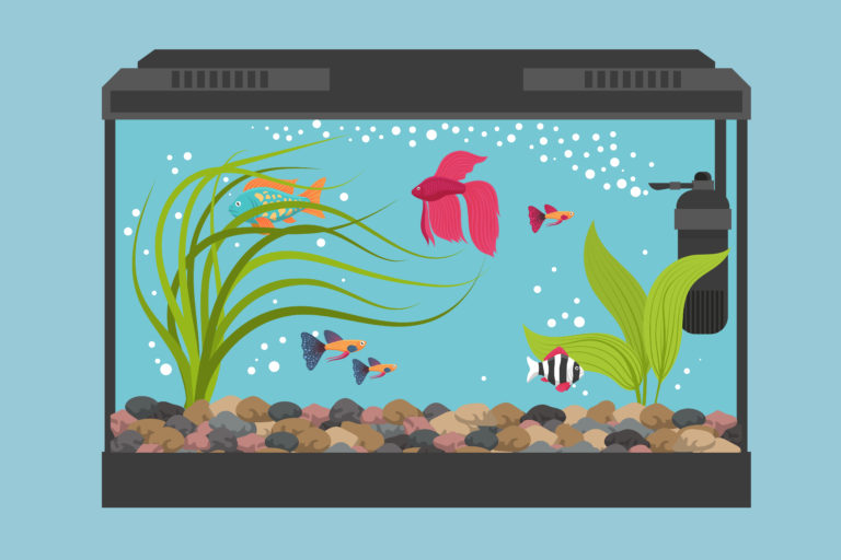 Aquarium Basics For Successful Fishkeeping