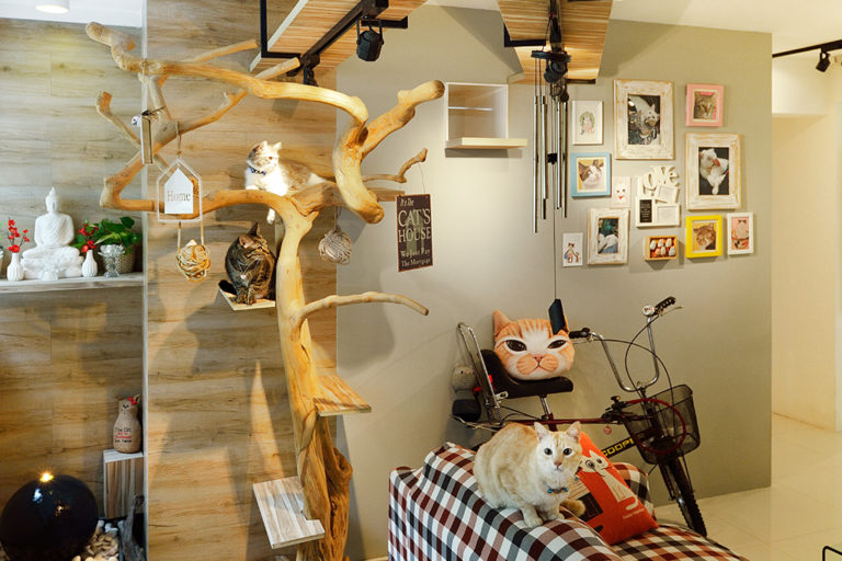 Cat-Friendly Home That Is Nature Inspired