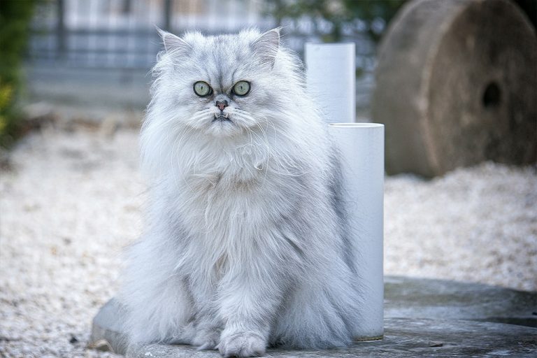 The Persian Cat – Breed Profile, Care, Diet and Nutrition