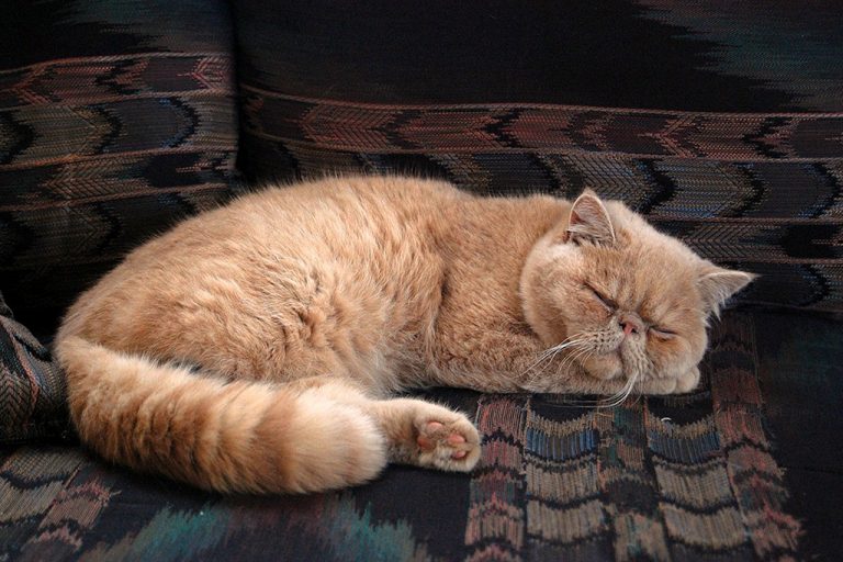 The Persian Cat –  8 Fun Facts