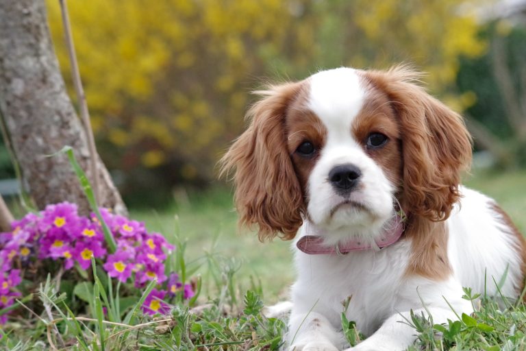 The English Cocker Spaniel – Breed Profile, Care, Diet and Nutrition