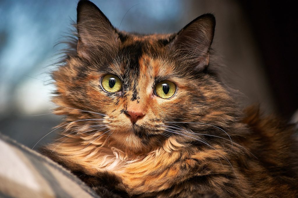 is a tortoiseshell cat a calico