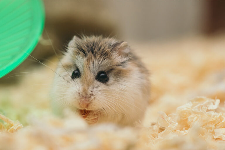 Wet Tail In Hamsters – what to do?