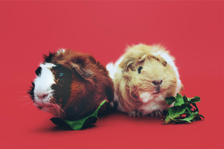 Common Illnesses In Guinea Pigs | Know the signs and symptoms