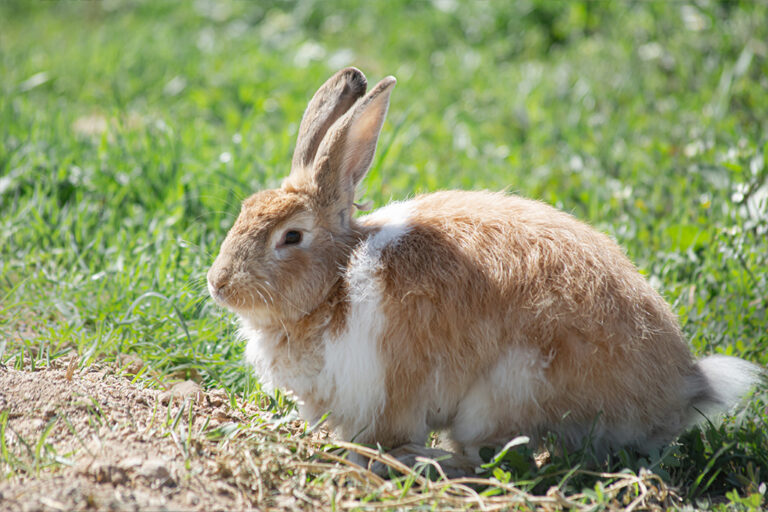 Scratching In Rabbits | Causes and symptoms